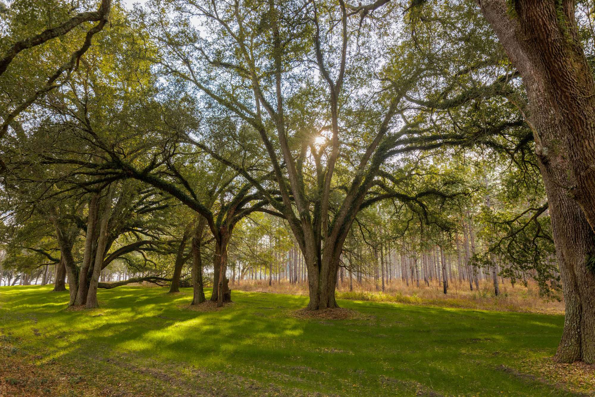 Oak trees along a wooded path at Westbrook Farms in Mitchell County, Georgia