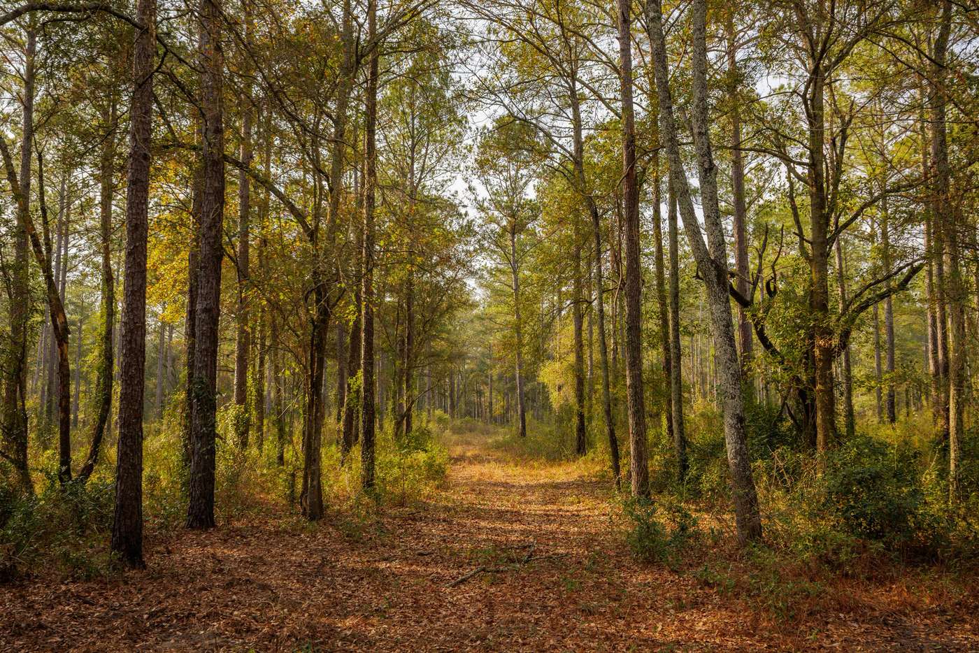 Woodland at Westbrook Farms in Mitchell County, Georgia